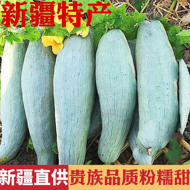 正宗新疆贵族老南瓜板栗南瓜当季新鲜金丝南瓜粉糯甜10斤辅食丑瓜