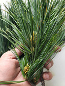 红松枝整枝松针 五针松 松叶500g 新鲜松枝 长白山野生松针