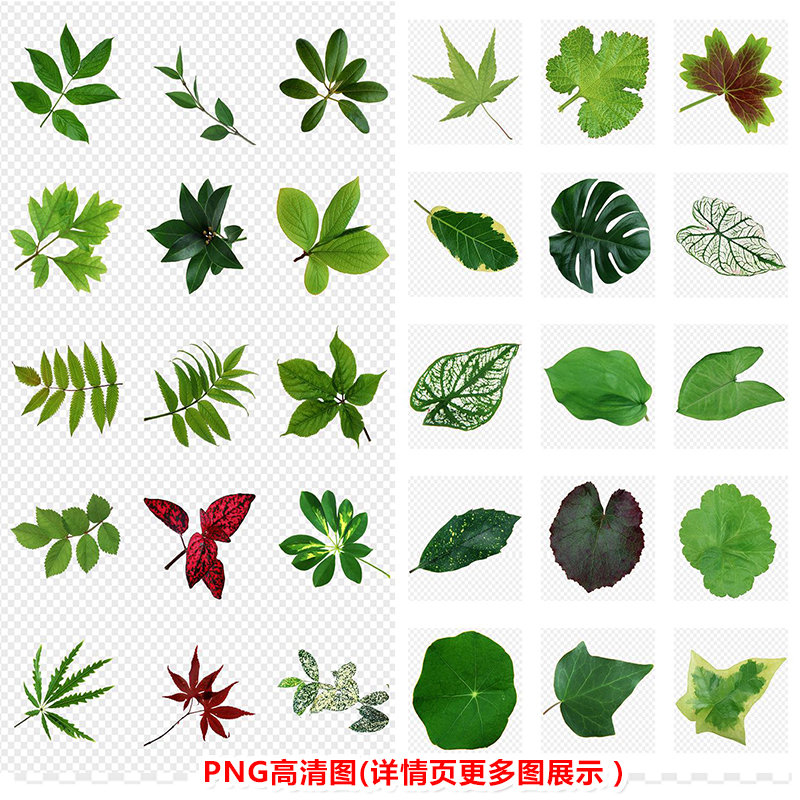 P239叶媚绿叶植物叶子树叶PNG高清图