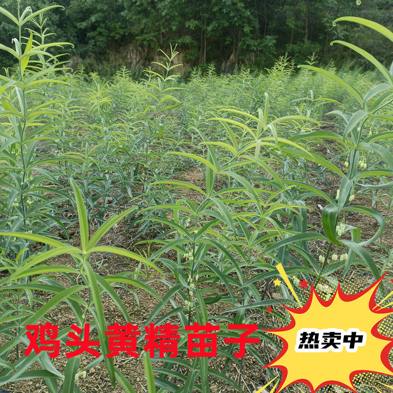 鸡头黄精种苗新鲜绿植伏牛山野生图片
