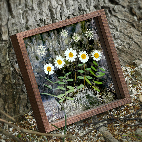 植物标本相框双面透明玻璃