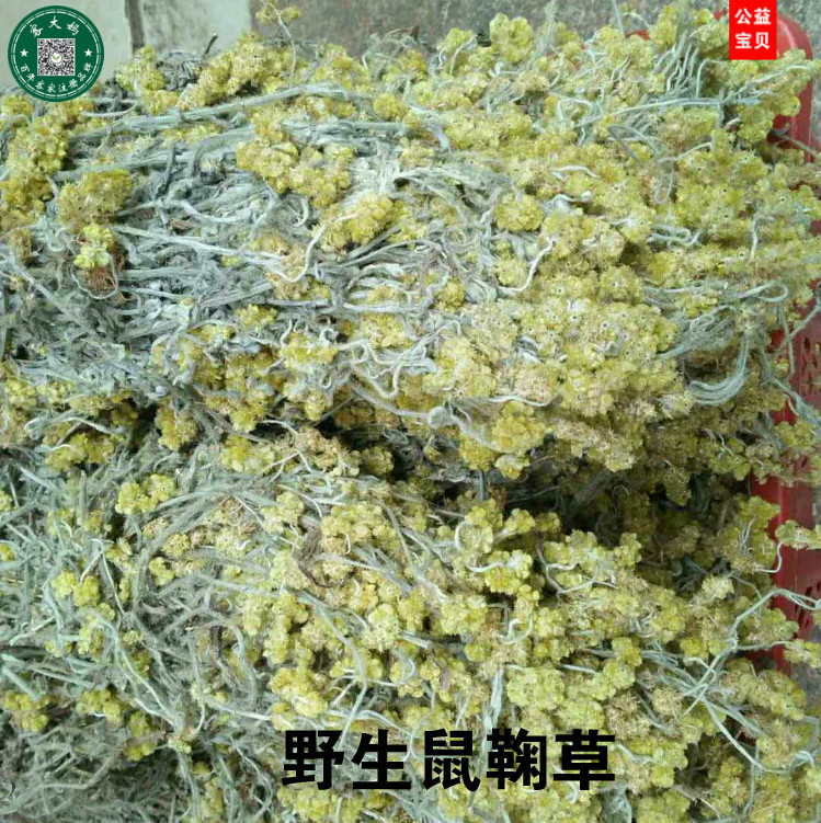 野生鼠曲草追骨风 绒毛草 鼠鞠草 清明草 佛耳草 田艾李包邮500克