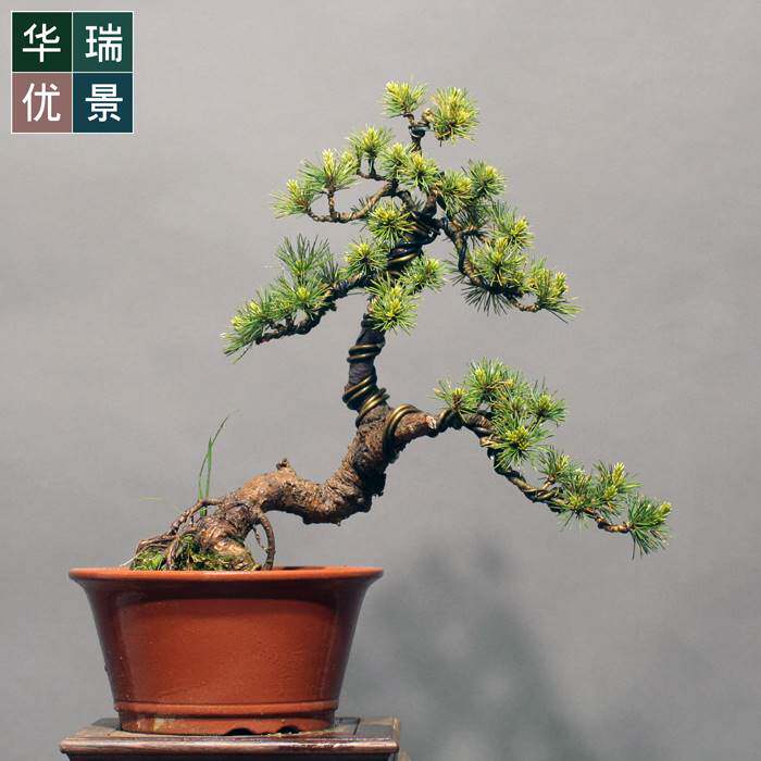 华瑞优景五针松盆景老盆口造型松柏茶几四季常青耐寒植物趣味绿植