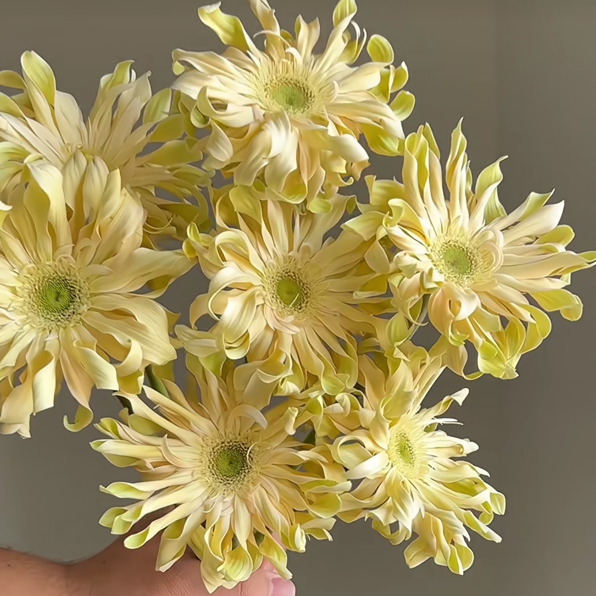 奶黄色卷边香格里拉亚丁鲜花扶郎花顺丰冷链云南直发礼物非洲菊