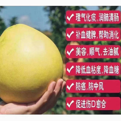 梅州蜜柚白心柚子50斤白肉水晶蜜柚当季新鲜水果现摘整袋包邮