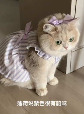 猫咪衣服夏天公主风防掉毛薄款幼猫布偶蓝白金渐层紫色裙子连衣裙
