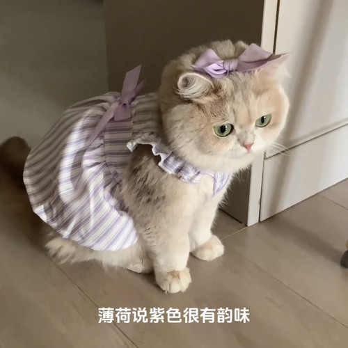 猫咪衣服夏天公主风防掉毛薄款幼猫布偶蓝白金渐层紫色裙子连衣裙