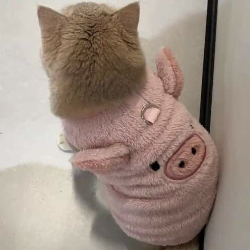 猫咪衣服冬季保暖加绒加厚布偶蓝猫金渐层可爱防掉毛背心带牵引环