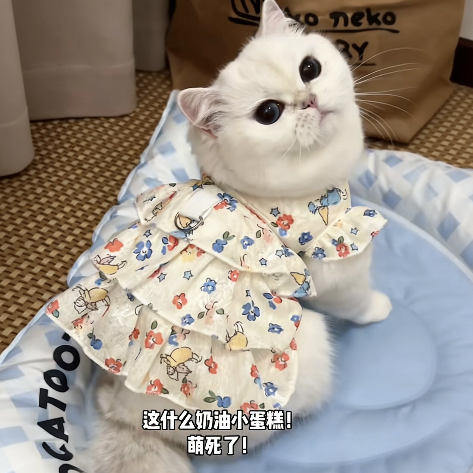 猫咪衣服春夏薄款防掉毛公主风可牵引黄色碎花蓝猫缅因宠物连衣裙图片