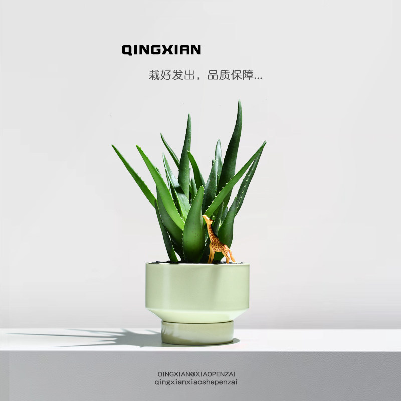 芦荟盆栽室内净化空气花卉四季好养植物多肉创意礼物办公室小绿植