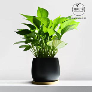 绿萝盆栽室内净化空气绿植耐阴好养花卉办公室好养活绿箩桌面植物