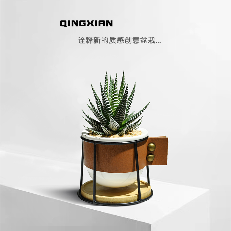 仙人掌创意小盆栽好看又好养