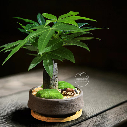 发财树耐阴创意好养盆栽