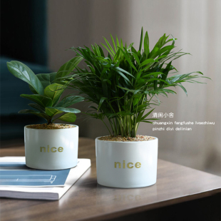 琴叶榕北欧风小盆栽室内净化空气绿萝绿植白掌办公室桌面花卉植物