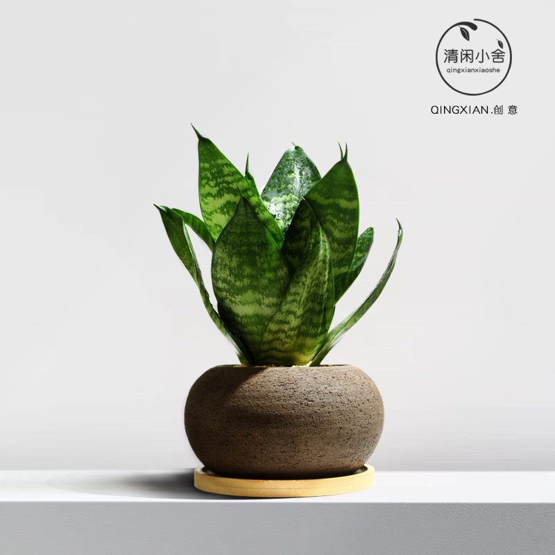 虎皮兰绿植四季好养花卉净化空气虎尾兰创意耐阴植物室内桌面盆栽