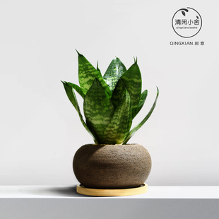 虎皮兰绿植四季好养花卉净化空气虎尾兰创意耐阴植物室内桌面盆栽
