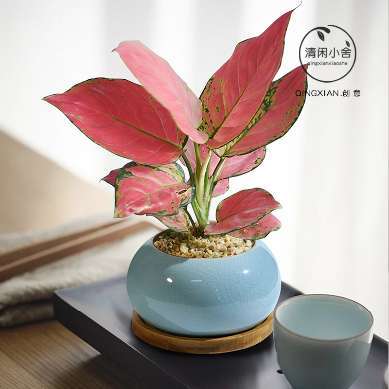 吉利红室内植物创意耐阴好养花卉