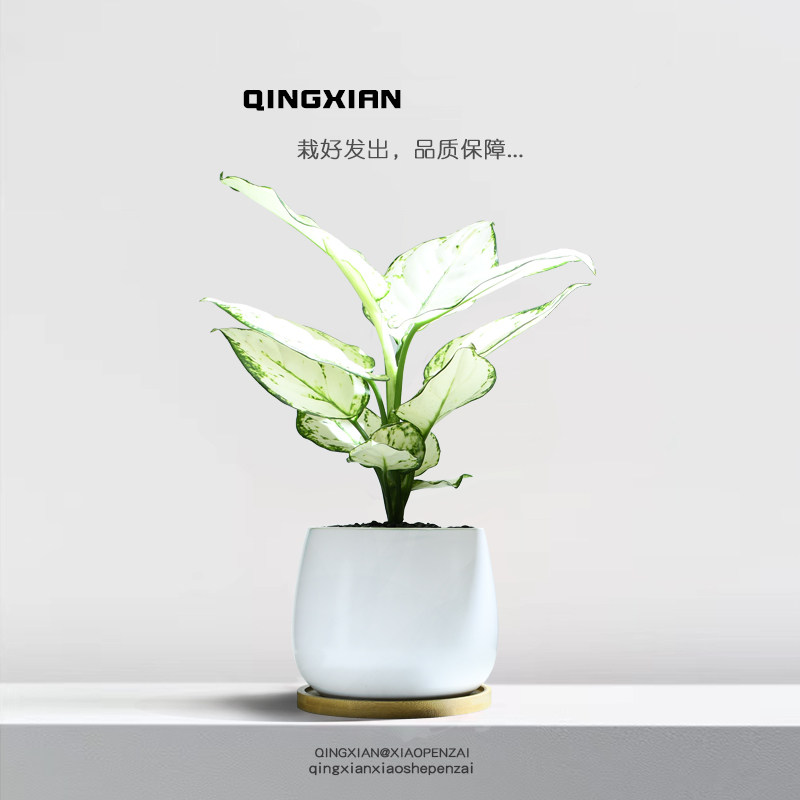 白象小绿植办公室内耐阴花卉净化空气桌面盆栽好养创意白如意植物