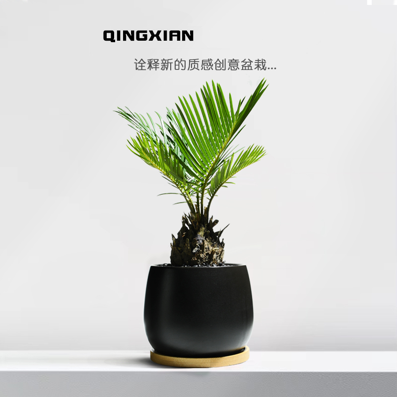 铁树耐晒太阳，阳台好养植物