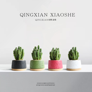 仙人掌绿植办公室耐阴小盆栽创意万重山桌面仙人球耐旱好养活植物