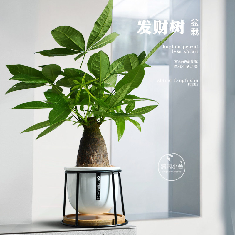 发财树室内小盆栽办公室创意礼物四季常青耐阴植物防辐射好养绿植