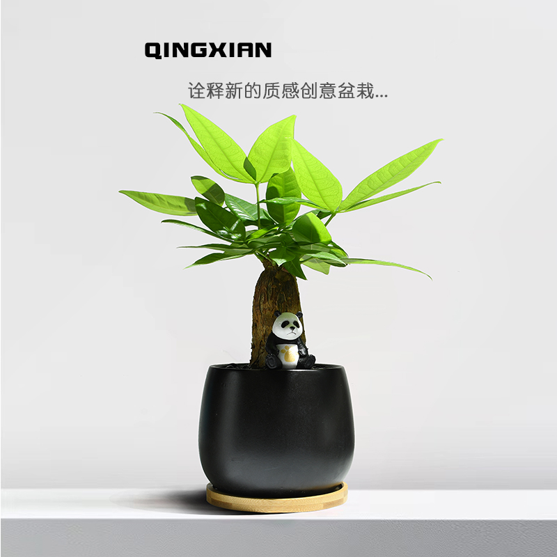 发财树室内盆栽客厅耐阴绿植办公室桌面花卉四季常青好养招财植物