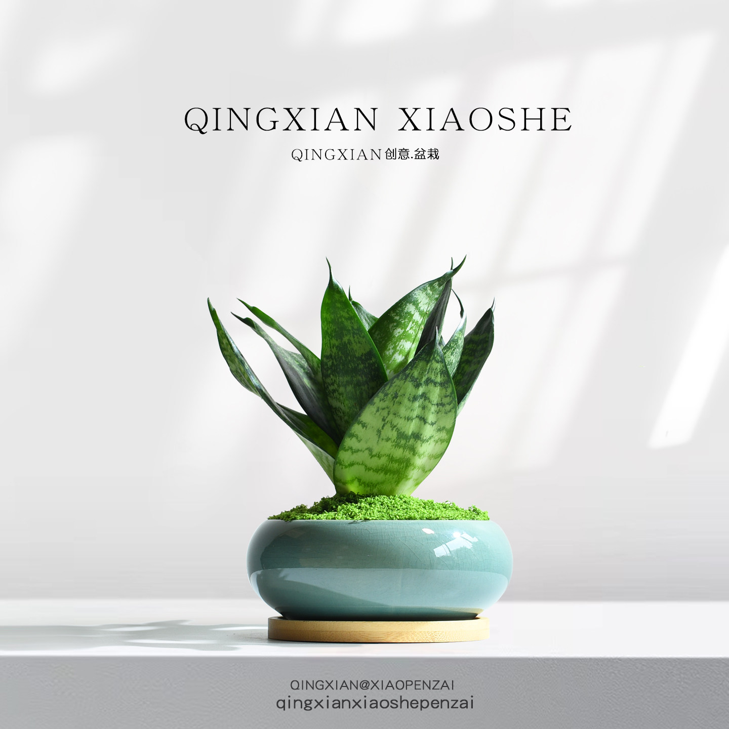 虎皮兰桌面小盆栽室内净化空气花卉懒人绿植办公室虎尾兰植物盆景