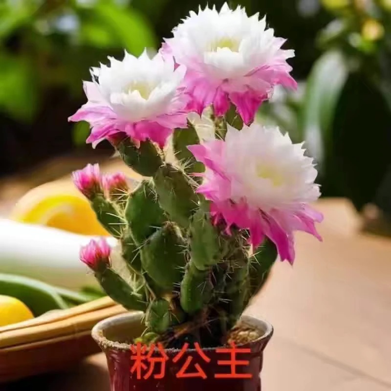 新品进口仙人掌姬珊瑚千手观音懒人花卉浓香型大花耐热耐旱易成活