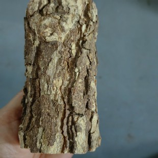 缅甸特纳卡树根天然老缅树粉树根原木植物面膜老树原木大根磨盘