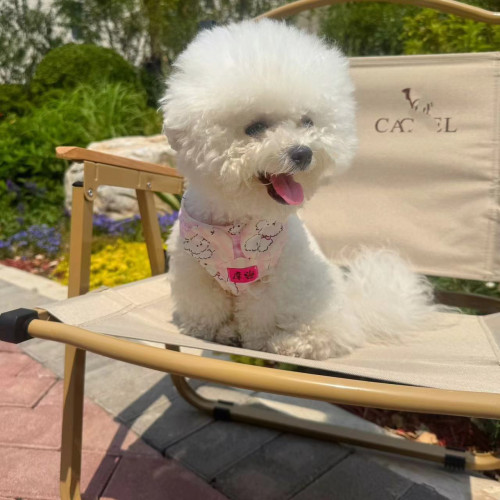 四季新款小型犬牵引绳宠物胸背脖圈猫咪口水巾雪纳瑞比熊泰迪胸背