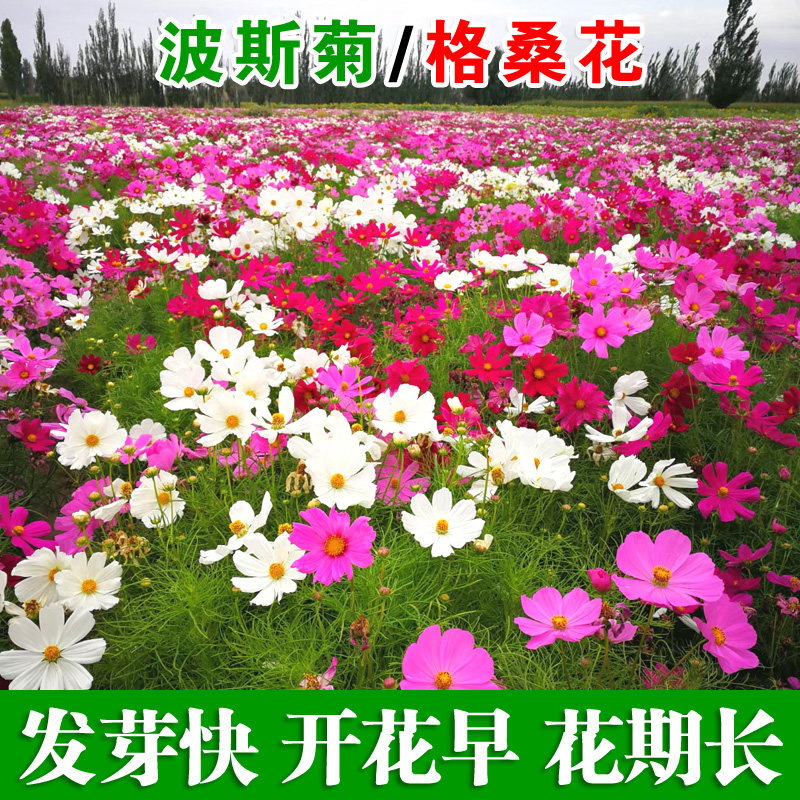 波斯菊种子格桑花百日草花种籽野花组合花籽庭院室外开花早花期长