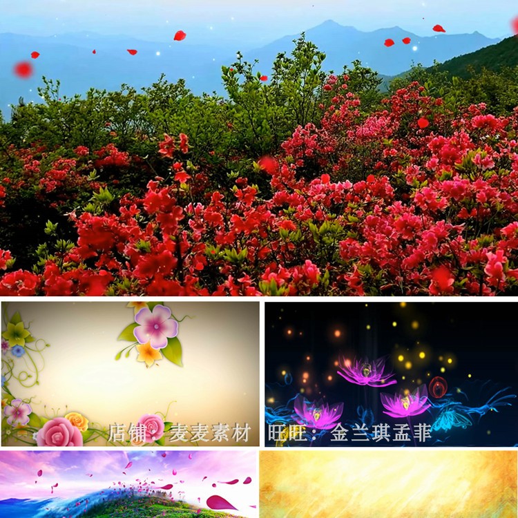 少儿舞蹈那时花开表演背景视频 映山红花海led大屏幕动态视频素材