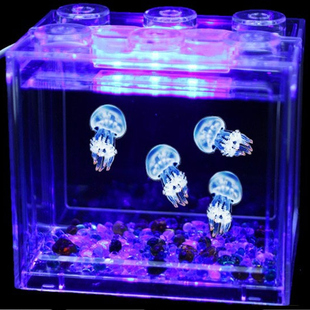 水母活物网红海洋小孩好养宠物发光无毒好养赤月海月摆摊观赏水母