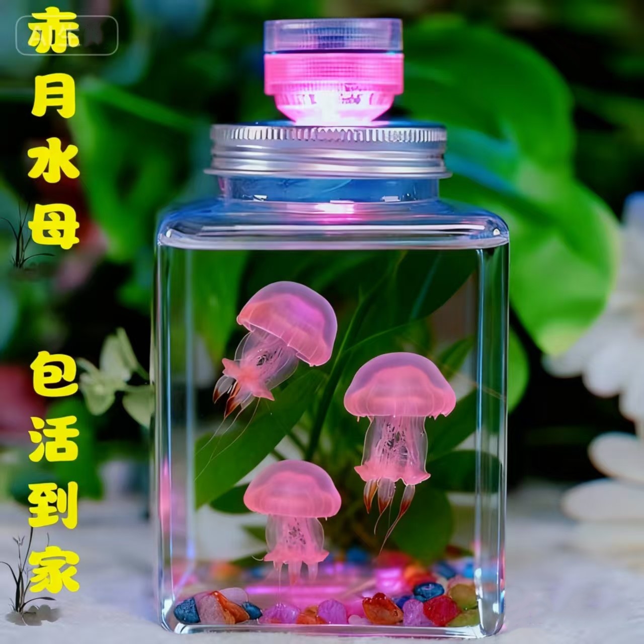 水母活物体儿童小宠物海洋馆同款