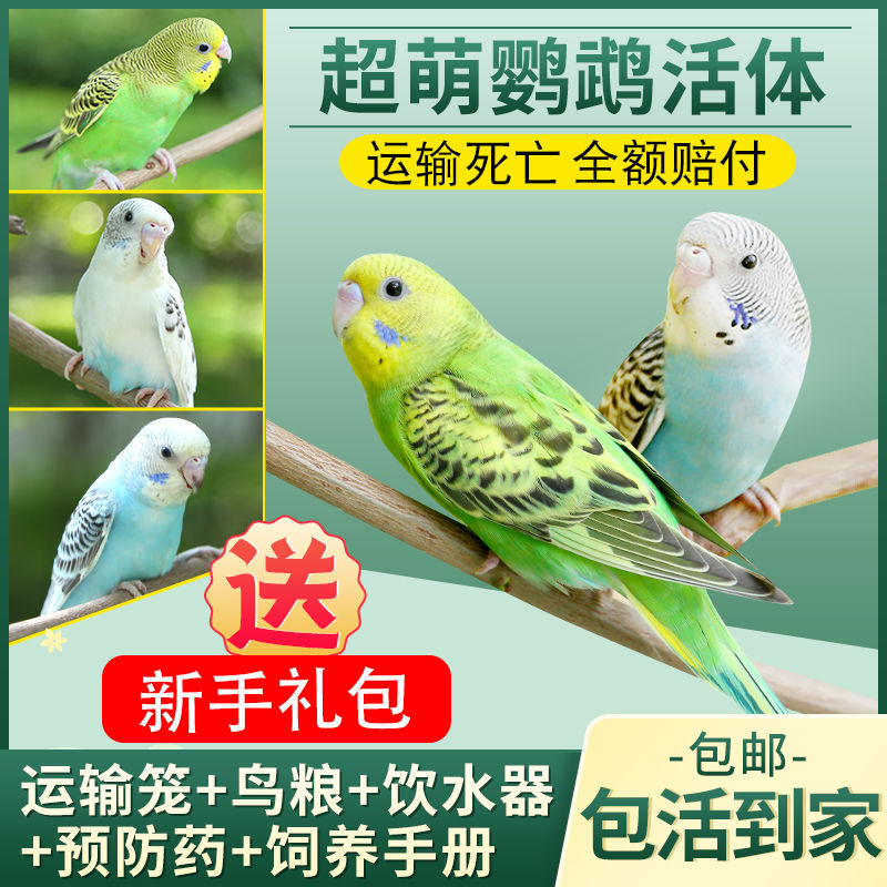 鸟活体鹦鹉活宠物鸟虎皮情侣云斑