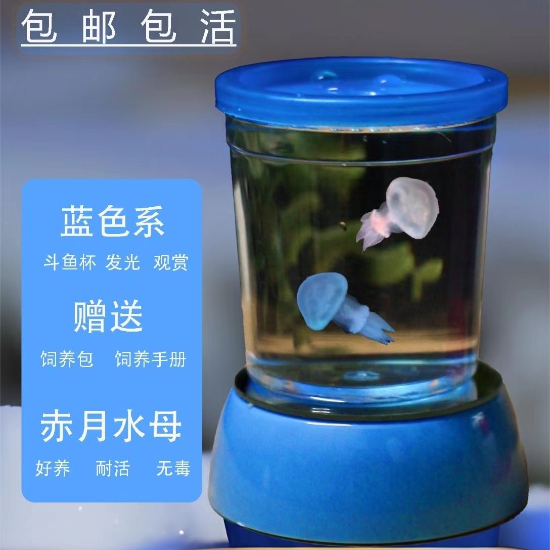 包活赤月水母活物六一儿童节宠物