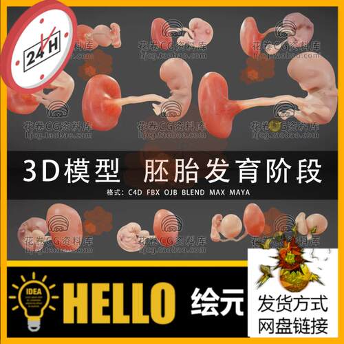 H099-C4D/MAYA/3DMAX三维素材 医学胎儿胚胎发育阶段 3D模型素材