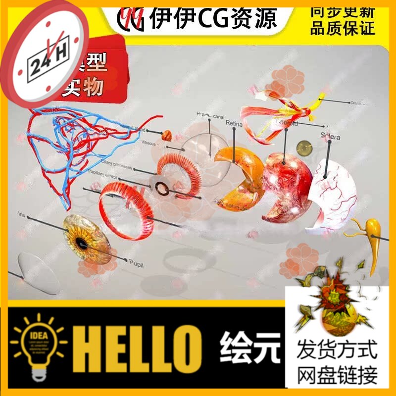 3D模型3Dmax眼睛眼球生物医学眼部解剖建模blender素材OBJ人体FBX