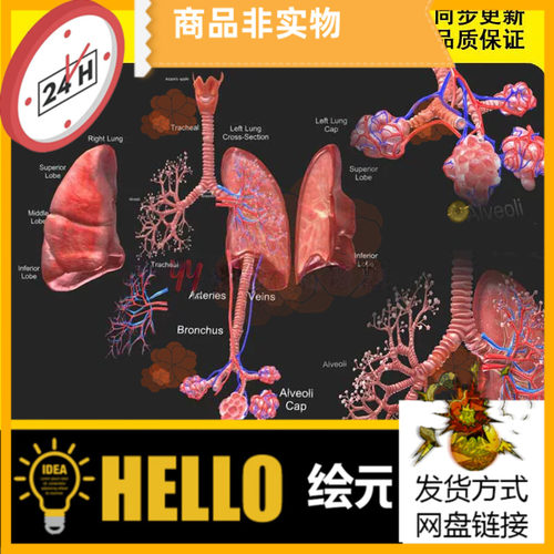 3D模型FBX医学结构解剖肺部解刨呼吸系统LUNGS人体器官PBR材质