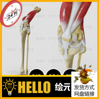 膝盖解剖骨骼腿骨肌肉韧带3D模型blender建模C4D素材OBJ文件1878