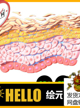 皮肤横截面细胞皮层医学医美美容解剖3D模型建模素材blender 632