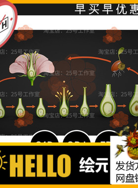 花朵生长阶段子房花蕾植物解剖种子3D模型blender建模C4D素材1579