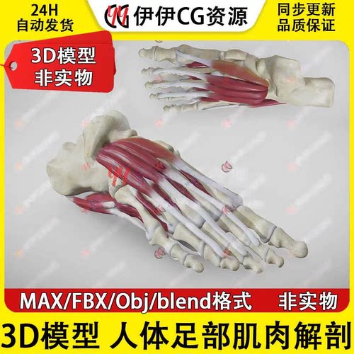 3D模型3Dmax医学解剖人体足部脚部骨骼脚趾肌肉韧带脚掌FBX文件