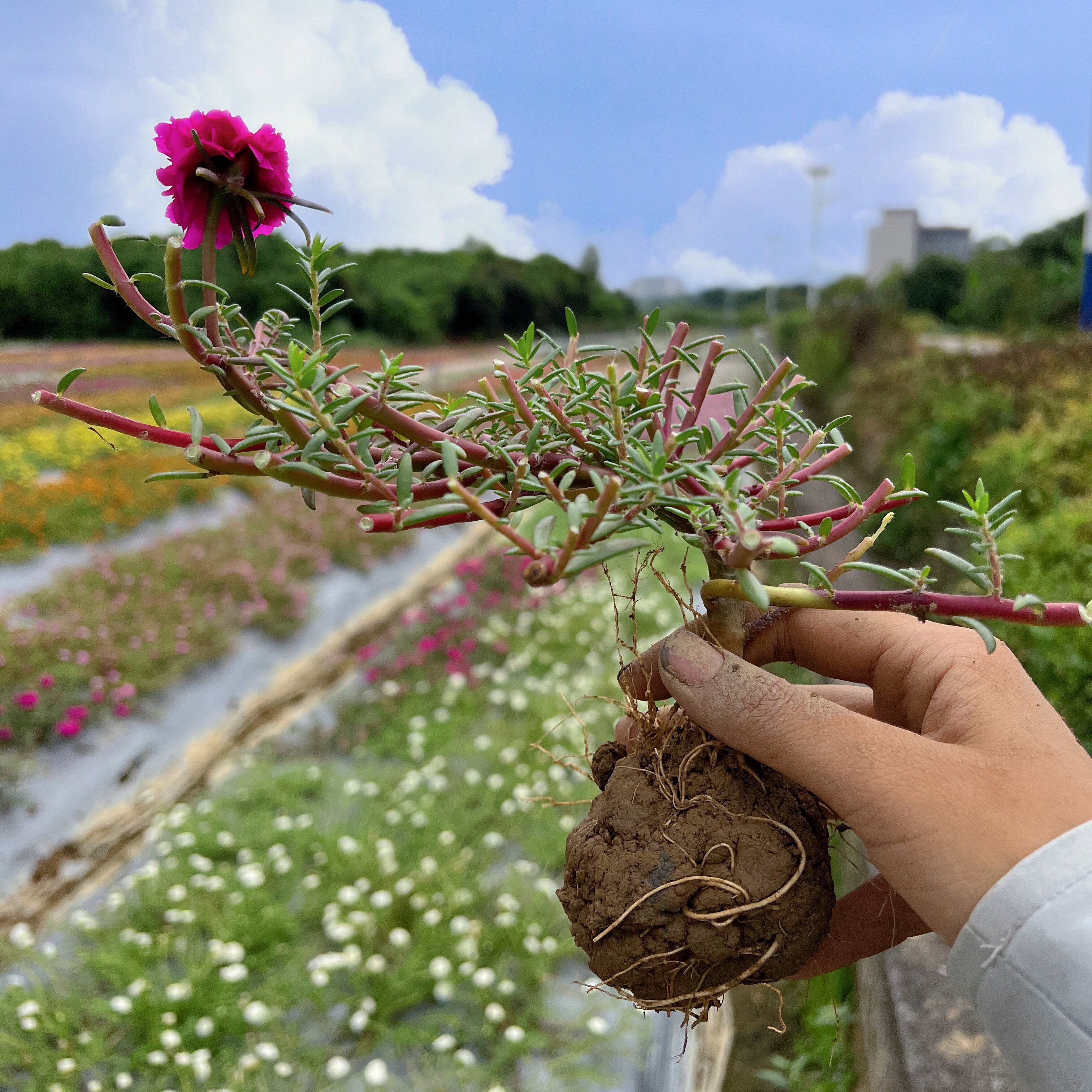 重瓣太阳花老桩牡丹玫红紫玫红王花苗带根带土带花苞盆景造型