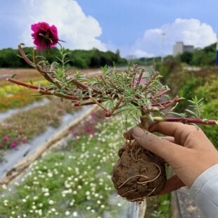 重瓣太阳花老桩牡丹玫红紫玫红王花苗带根带土带花苞盆景造型