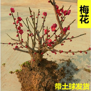 腊梅花树苗盆景树桩春冬庭院花卉植物素心腊绿白梅花红梅绿植盆栽