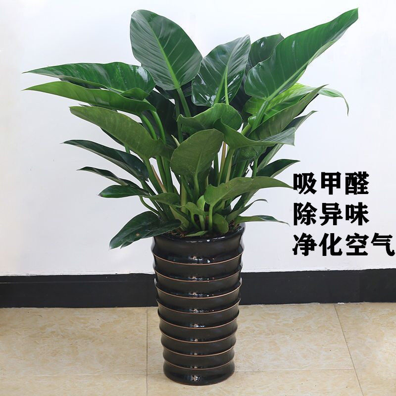 绿公主大叶金钻盆栽室内好养绿植净化空气吸甲醛植物客厅四季常青