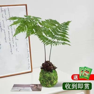 红磷蕨苔藓球水培植物禅意盆景