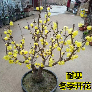 【带花苞】当年开花耐寒梅花腊梅红梅盆景乌梅绿梅花卉绿植盆栽