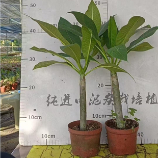 鸡蛋花盆栽树苗缅栀子花苗红色黄色当年开花阳台庭院植物盆栽地栽